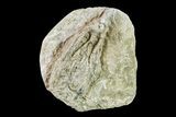 Fossil Crinoid (Cyathocrinites?) - Keokuk Formation, Missouri #157193-1
